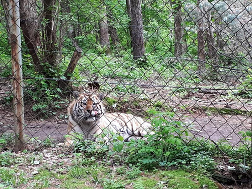 Росприроднадзор начал проверку Хабаровского регионального фонда реабилитации диких животных «Утес»